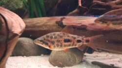 Leporinus sp. Strawberry