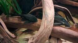 L350 und Blauaugen-Panaque