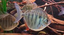 Metynnis fasciatus, ca. 12 cm