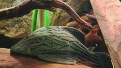 L 418 Panaque cf. titan, ca. 24 cm