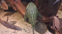 L 418 Panaque cf. titan