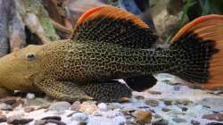 Pseudacanthicus leopardus, ca. 28 cm