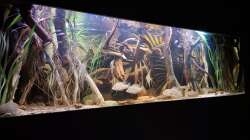 Aquarium Amazonas - Wasserwelt