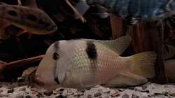 Guianacara geayi, ca. 14 cm