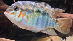 Krobia xinguensis, ca. 12 cm