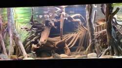 Aquarium Amazonas - Wasserwelt