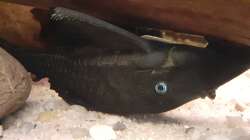 Panaque cochliodon suttoni