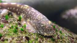 Besatz im Aquarium Aliran