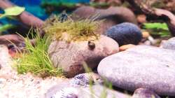 Besatz im Aquarium Aliran