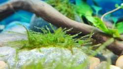 Pflanzen im Aquarium Aliran