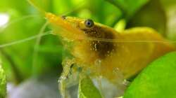 Neocaridina Yellow Fire Neon