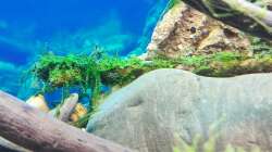 Pflanzen im Aquarium Aliran