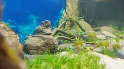 Aquarium Aliran