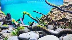 Vorgefertigte Moos-Steine und Hölzer