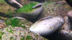 Besatz im Aquarium Aliran