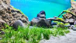 Die Eleocharis-Wiese