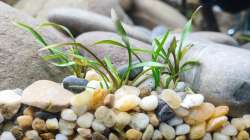 Pflanzen im Aquarium Aliran