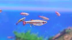 Besatz im Aquarium Aliran