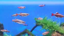 Besatz im Aquarium Aliran