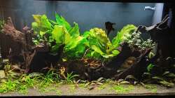 Aquarium Hauptansicht von Juwel rio 300