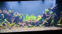 Altes Aquarium leer gemacht. Neuen Bodengrund und zwei neue große Wurzeln und einige