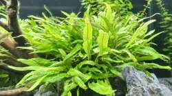 Pflanzen im Aquarium Green Island