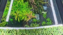 Pflanzen im Aquarium Green Island