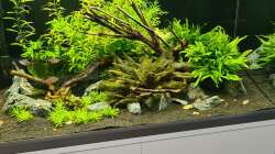 Dekoration im Aquarium Green Island