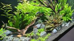 Aquarium Green Island