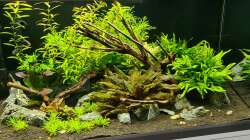 Aquarium Green Island