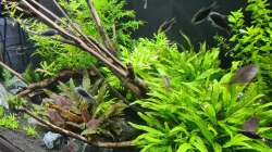 Aquarium Green Island