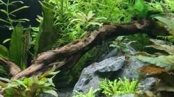 Pflanzen im Aquarium Green Island