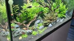 Aquarium Green Island