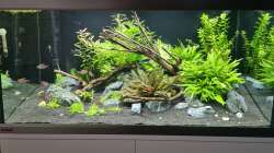 Dekoration im Aquarium Green Island