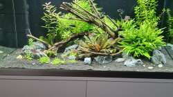 Aquarium Green Island