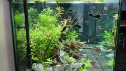 Aquarium Green Island