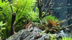 Aquarium Green Island