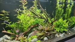 Aquarium Green Island