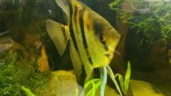 Aquarium 1000L Amazonas