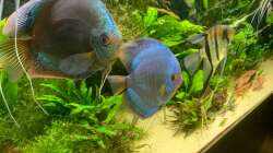 Besatz im Aquarium 1000L Amazonas