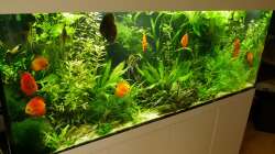 Pflanzen im Aquarium 1000L Amazonas