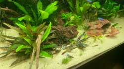 Aquarium 1000L Amazonas