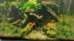 Alles voller Blaualgen 