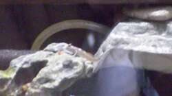 Besatz im Aquarium Schlammspringer-Paludarium