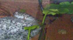 Besatz im Aquarium Schlammspringer-Paludarium