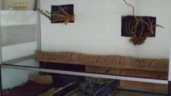 Wurzeln an Rückwand