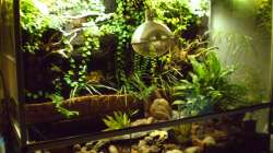 Aquarium Schlammspringer-Paludarium