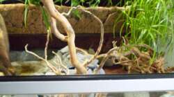 Dekoration im Aquarium Schlammspringer-Paludarium