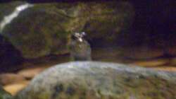 Besatz im Aquarium Schlammspringer-Paludarium