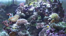 Aquarium Becken 4431